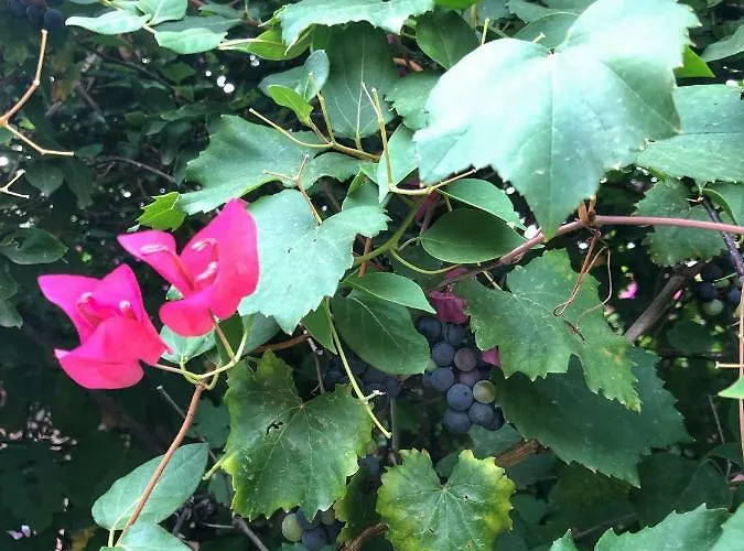 Ξενοδοχείο Ipek